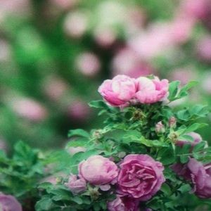 Meet your Posher, Randy